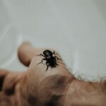 lęk przed pająkami