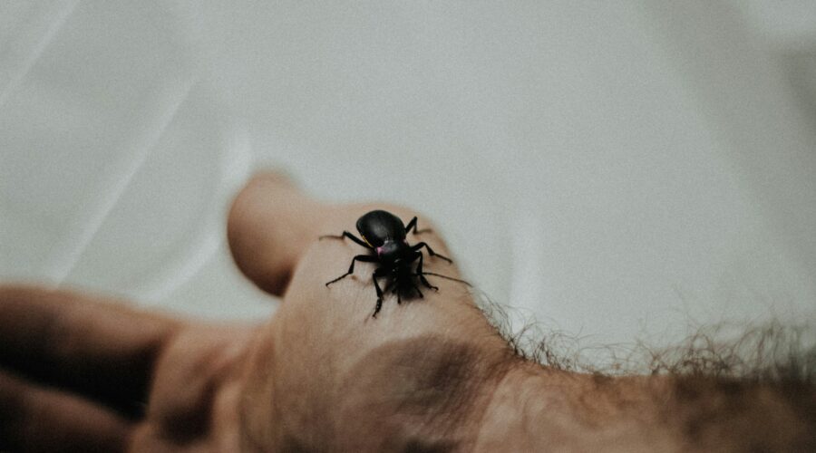 lęk przed pająkami